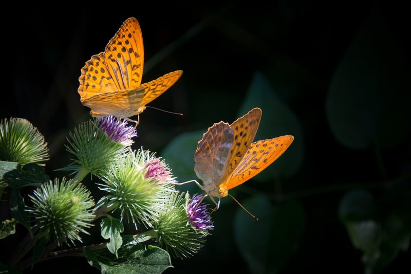 Butterfly Law